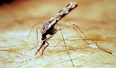 тропическая малярия